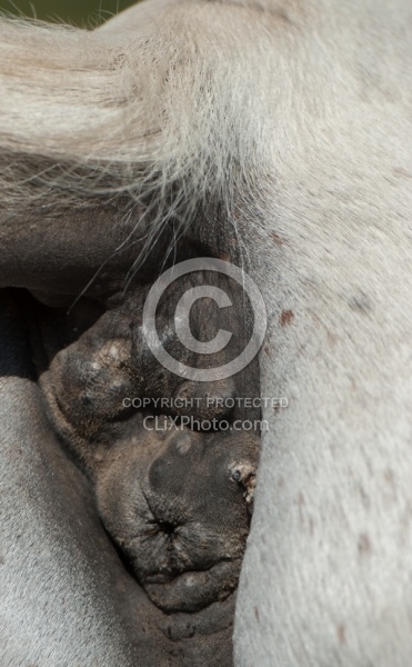 Melanoma Under the Dock  of the Tail