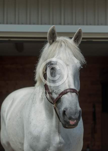 Irish Draught Portrait