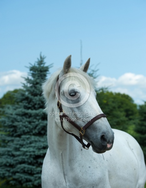 Irish Draught Portrait