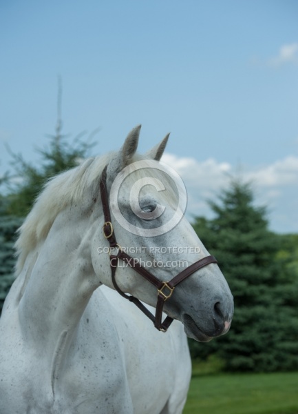 Irish Draught Portrait