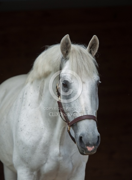 Irish Draught Portrait
