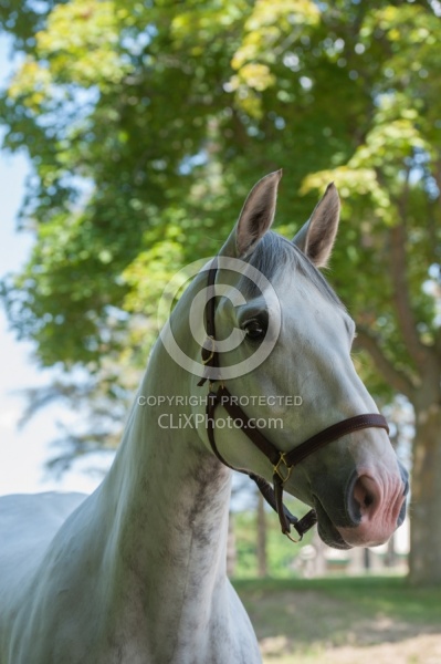 Irish Draught Portrait