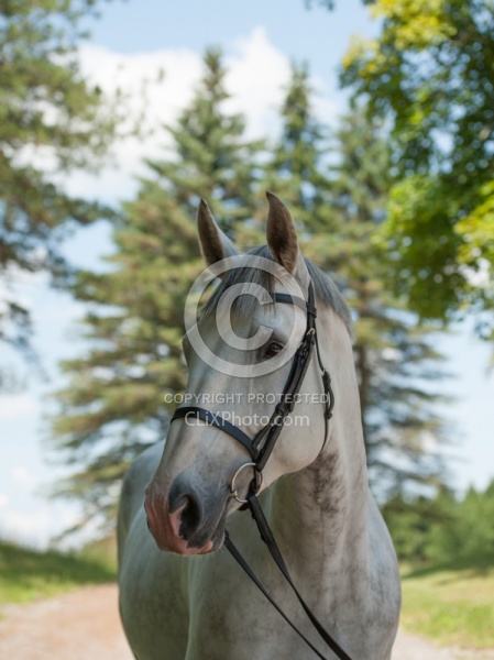 Irish Draught Portrait