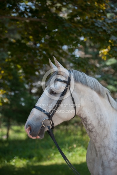 Irish Draught Portrait