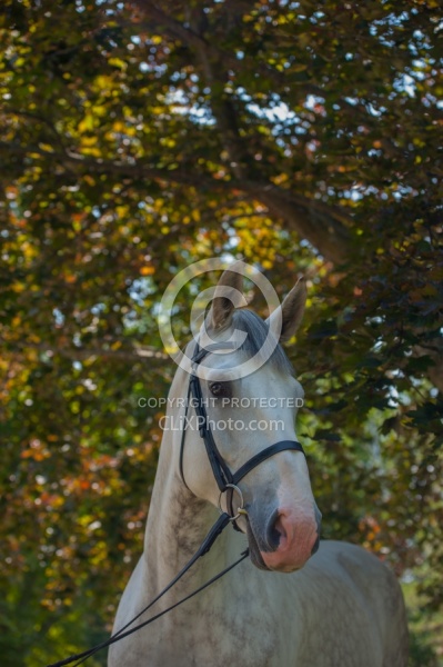Irish Draught Portrait