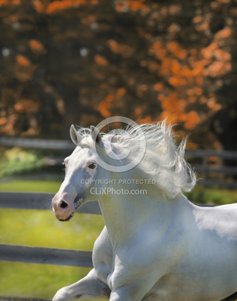 Lusitano Stallion
