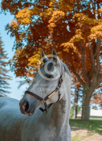 Irish Draught Portrait