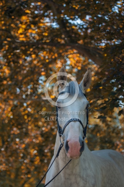 Irish Draught Portrait