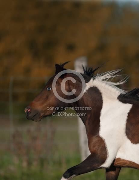 Dakota Winds Miniature Horse Farm