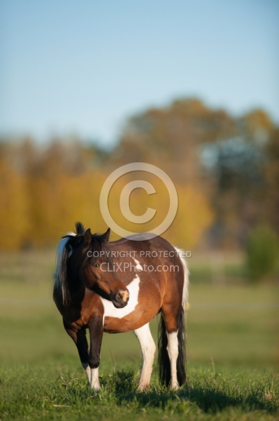 Dakota Winds Miniature Horse Farm