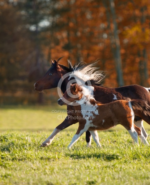 Dakota Winds Miniature Horse Farm