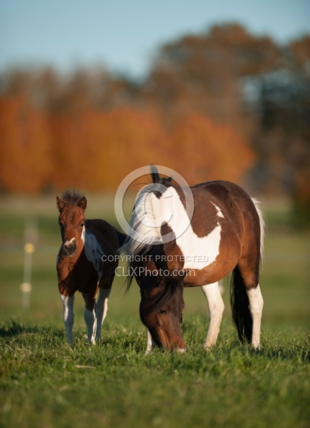 Dakota Winds Miniature Horse Farm