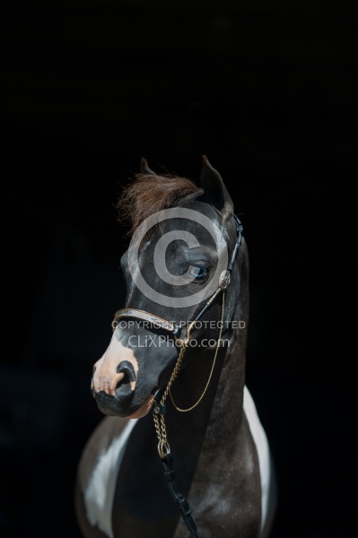 Dakota Winds Miniature Horse Farm