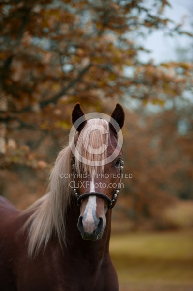 Peruvian Horse Portrait Beaconhurst Stables
