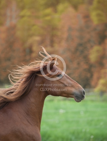 Peruvian Horse Free Running Beaconhurst Stables