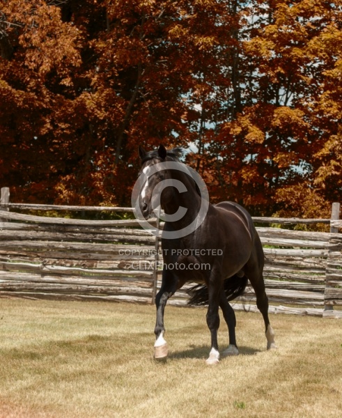 Oldenburg Pangea farms