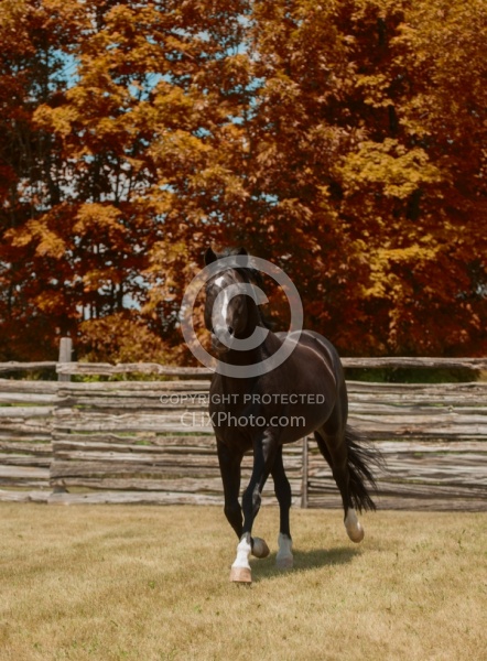 Oldenburg Pangea farms