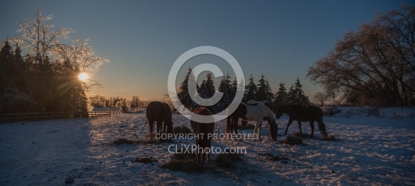 Eating Hay in Winter