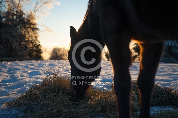 Eating Hay in Winter