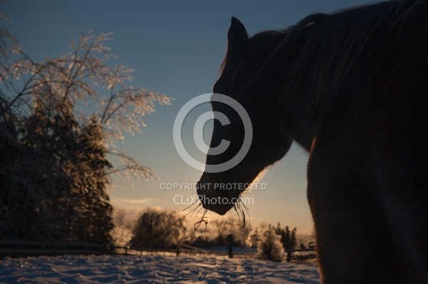 Eating Hay in Winter