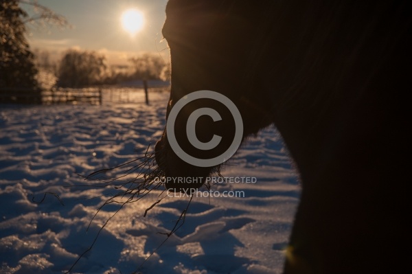 Eating Hay in Winter
