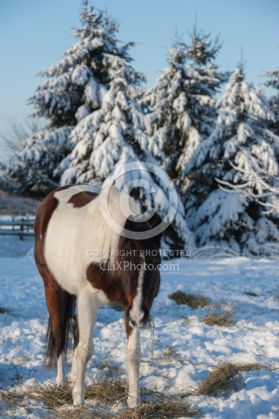 Eating Hay in Winter