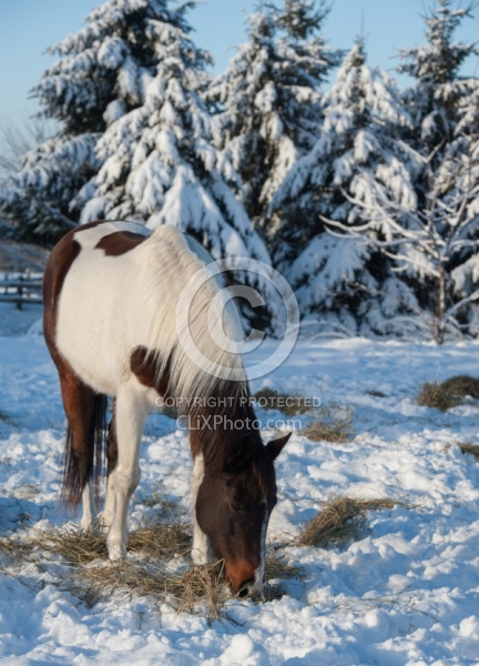 Eating Hay in Winter