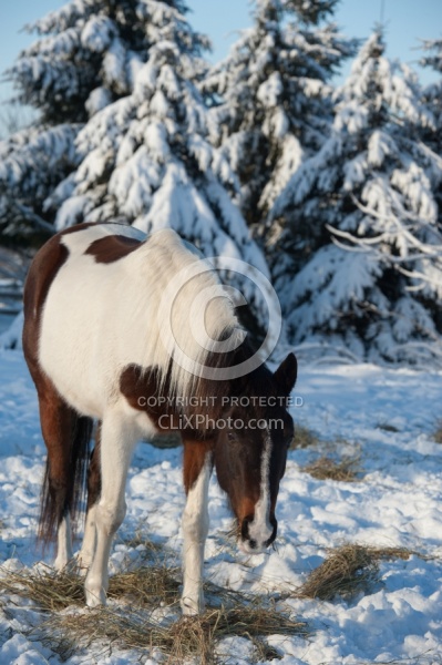 Eating Hay in Winter