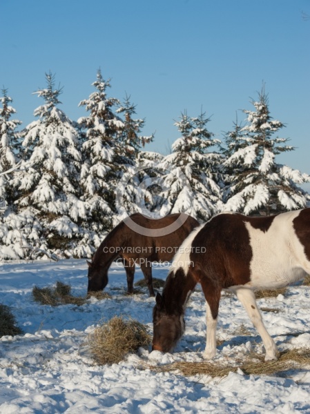 Eating Hay in Winter