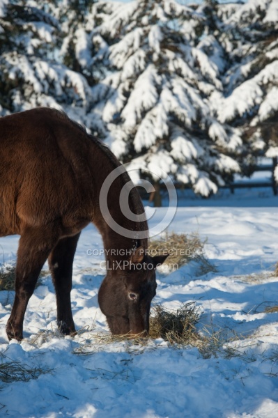 Eating Hay in Winter