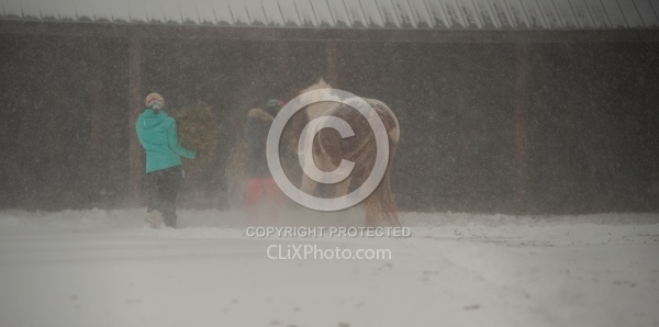 Feeding hay In Winter