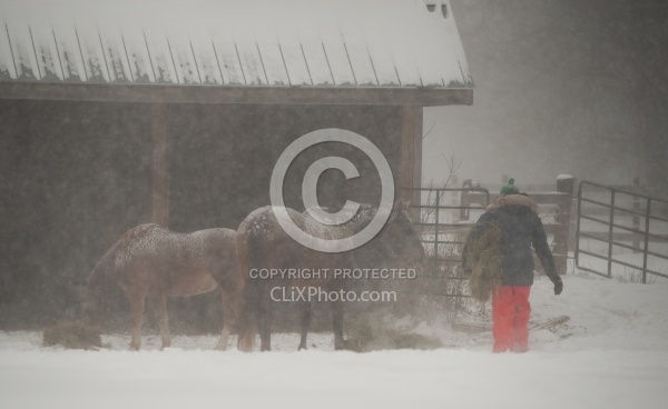 Feeding hay In Winter