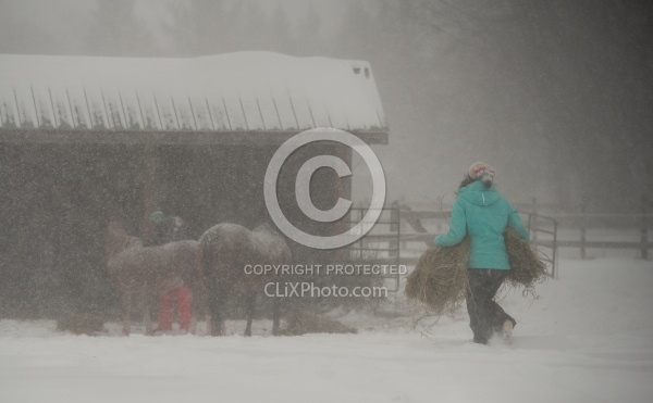 Feeding hay In Winter