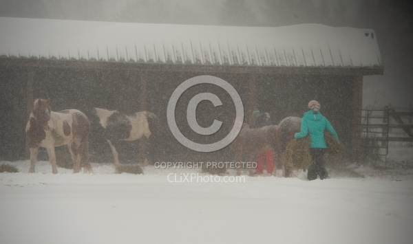 Feeding hay In Winter