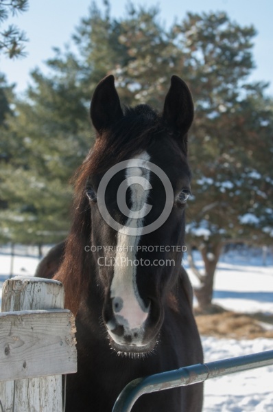 Morgan Portrait in Winter
