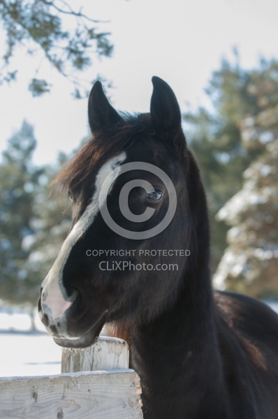 Morgan Portrait in Winter