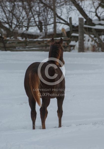 Quarter Horse Filly in Winter