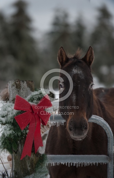 Winter Holiday Theme                                             Winter Holiday Theme