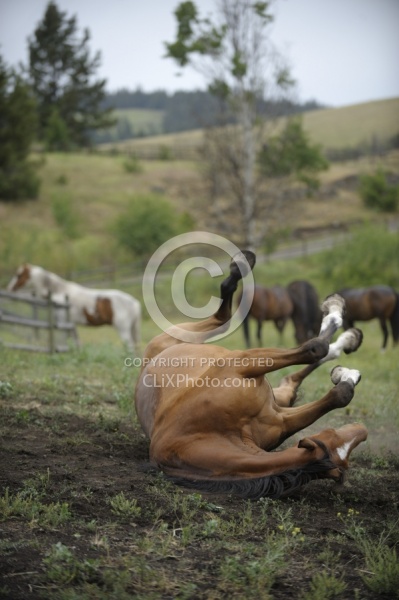 Rolling in Mud