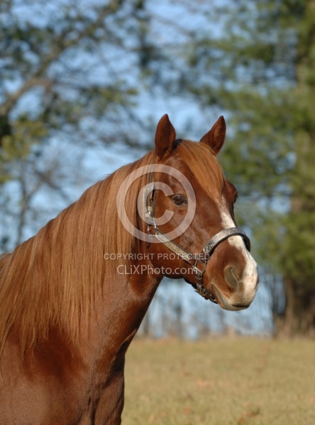 Quarter Horse Portrait
