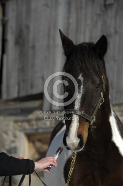 Molasses trick for Deworming