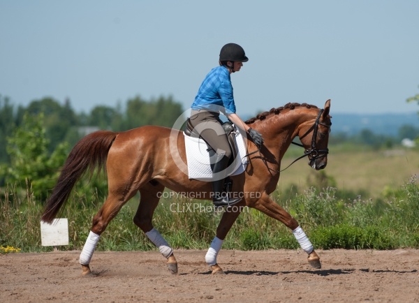 Oldenburg Pangea farms Dressage Schooling outside the Arena Oldenburg