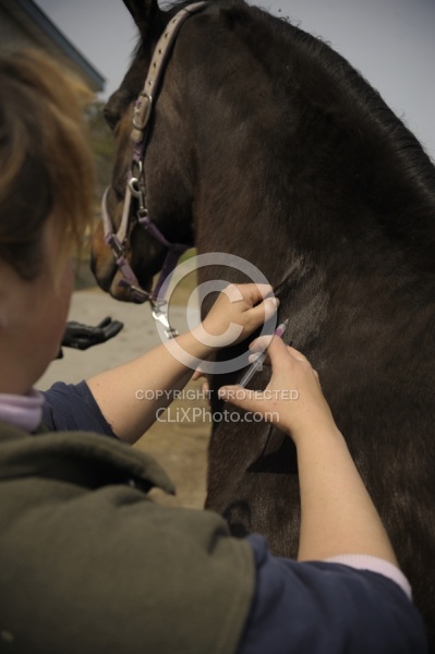 Vet Giving Vaccinations