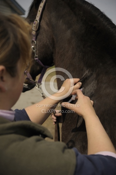 Vet Giving Vaccinations