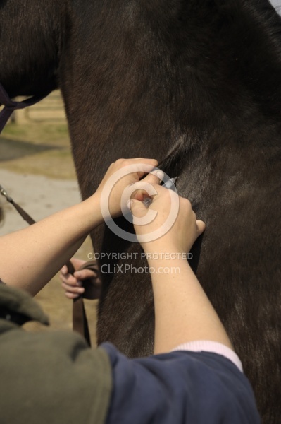Vet Giving Vaccinations