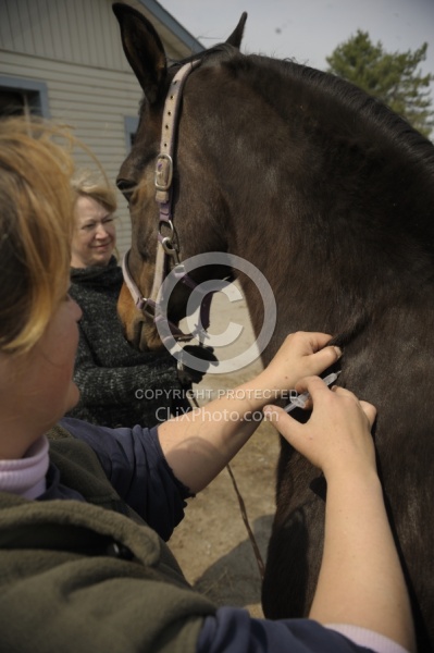 Vet Giving Vaccinations