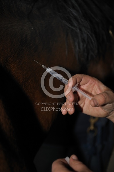 Vet Giving Vaccinations