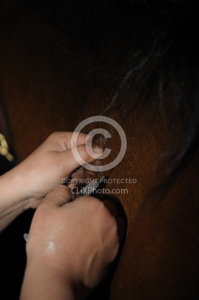 Vet Giving Vaccinations