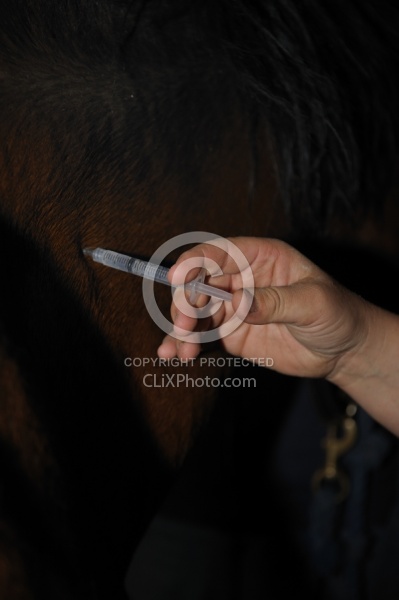 Vet Giving Vaccinations