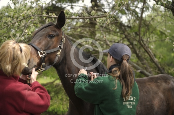 Vet Giving Vaccinations